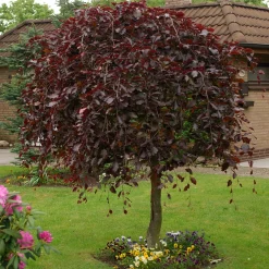 Hängblodbok, Rött Lövverk & Gul Blomning, 100-125 cm