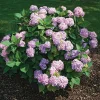 Hortensia Blå