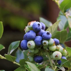 Hybrid Vaccinium Northblue