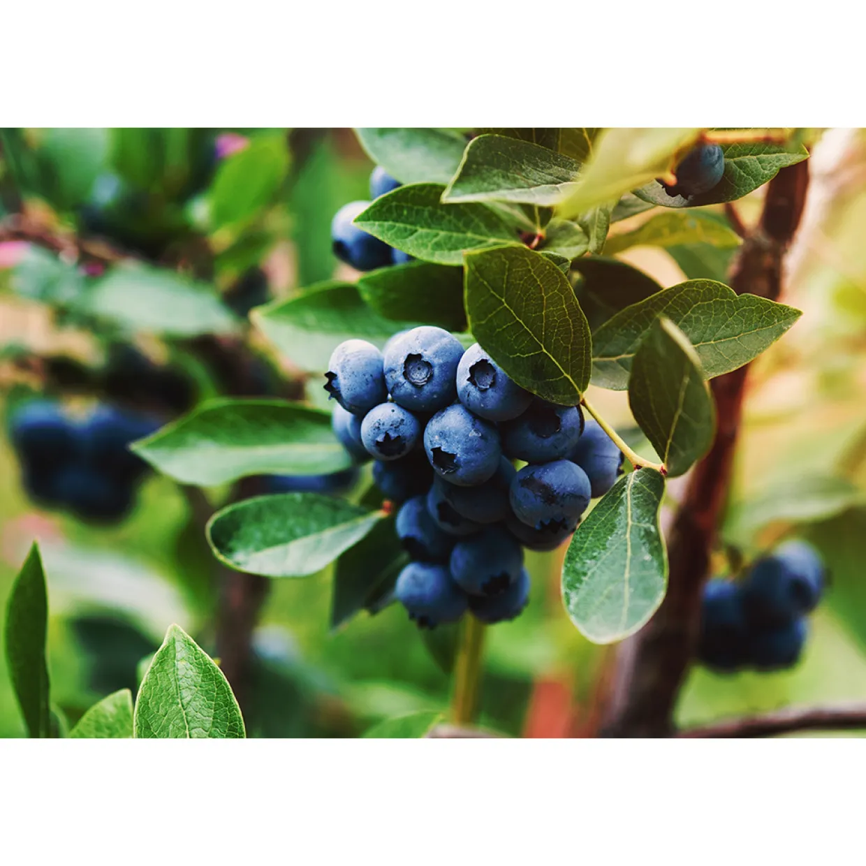 Hybrid Vaccinium Oskar