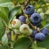 Hybrid Vaccinium Pelle E