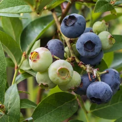 Hybrid Vaccinium Pelle E