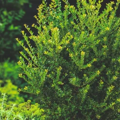 Japansk Järnek Green Hedge
