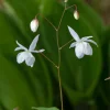Japansk Sockblomma Epimedium Grandiflorum
