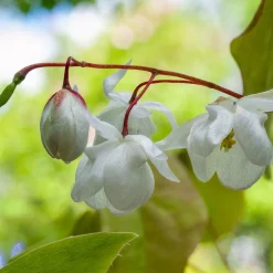 Japansk Sockblomma Epimedium Grandiflorum