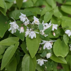 Japansk Sockblomma Epimedium Grandiflorum