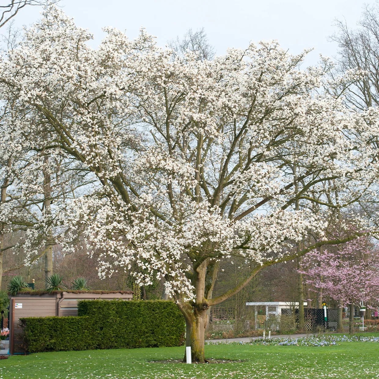 Japansk Magnolia Snövit Blomning Soligt Läge Barrot Grön Lövverk