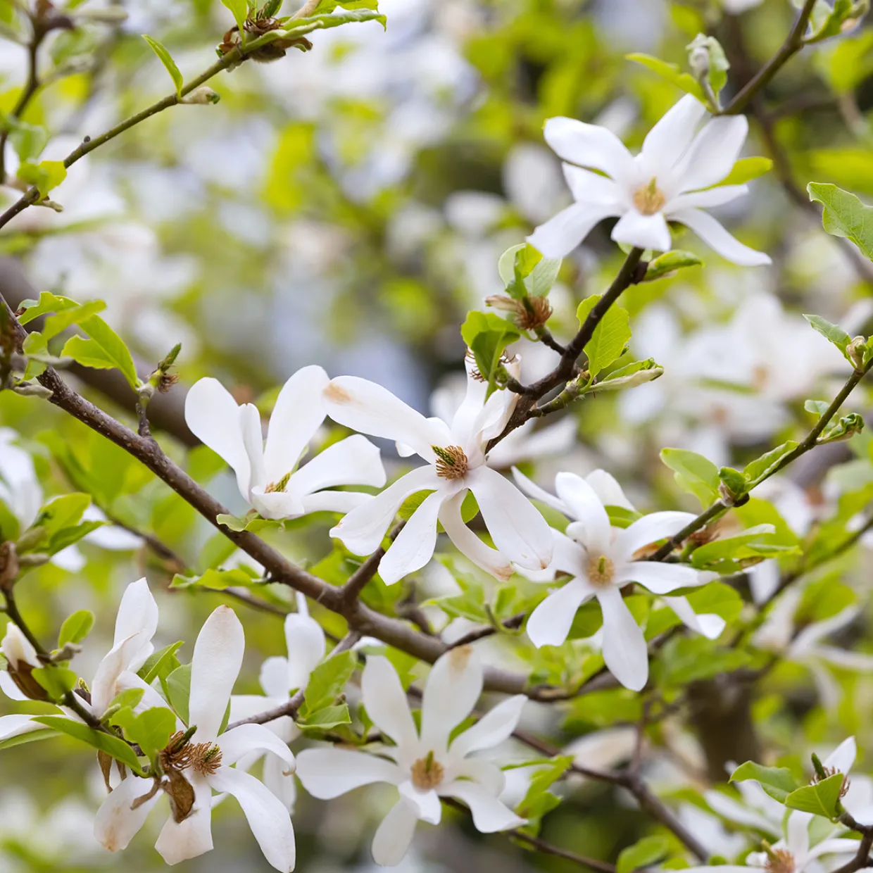 Japansk Magnolia Snövit Blomning Soligt Läge Barrot Grön Lövverk
