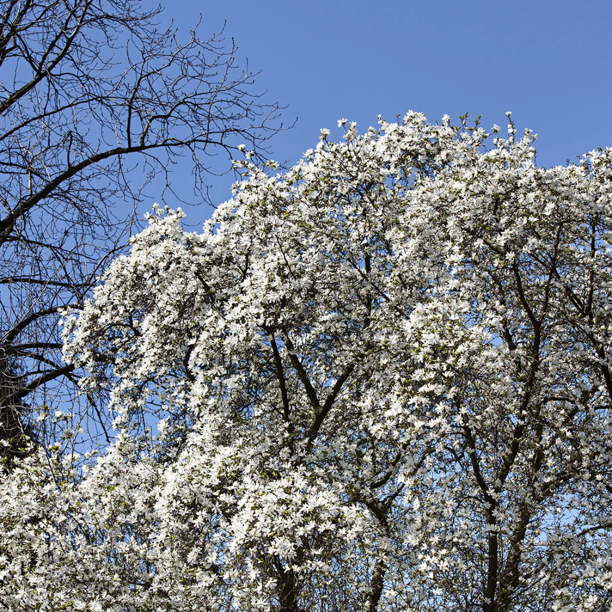 Japansk Magnolia Snövit Blomning Soligt Läge Barrot Grön Lövverk