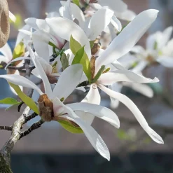 Japansk Magnolia Snövit Blomning Soligt Läge Barrot Grön Lövverk