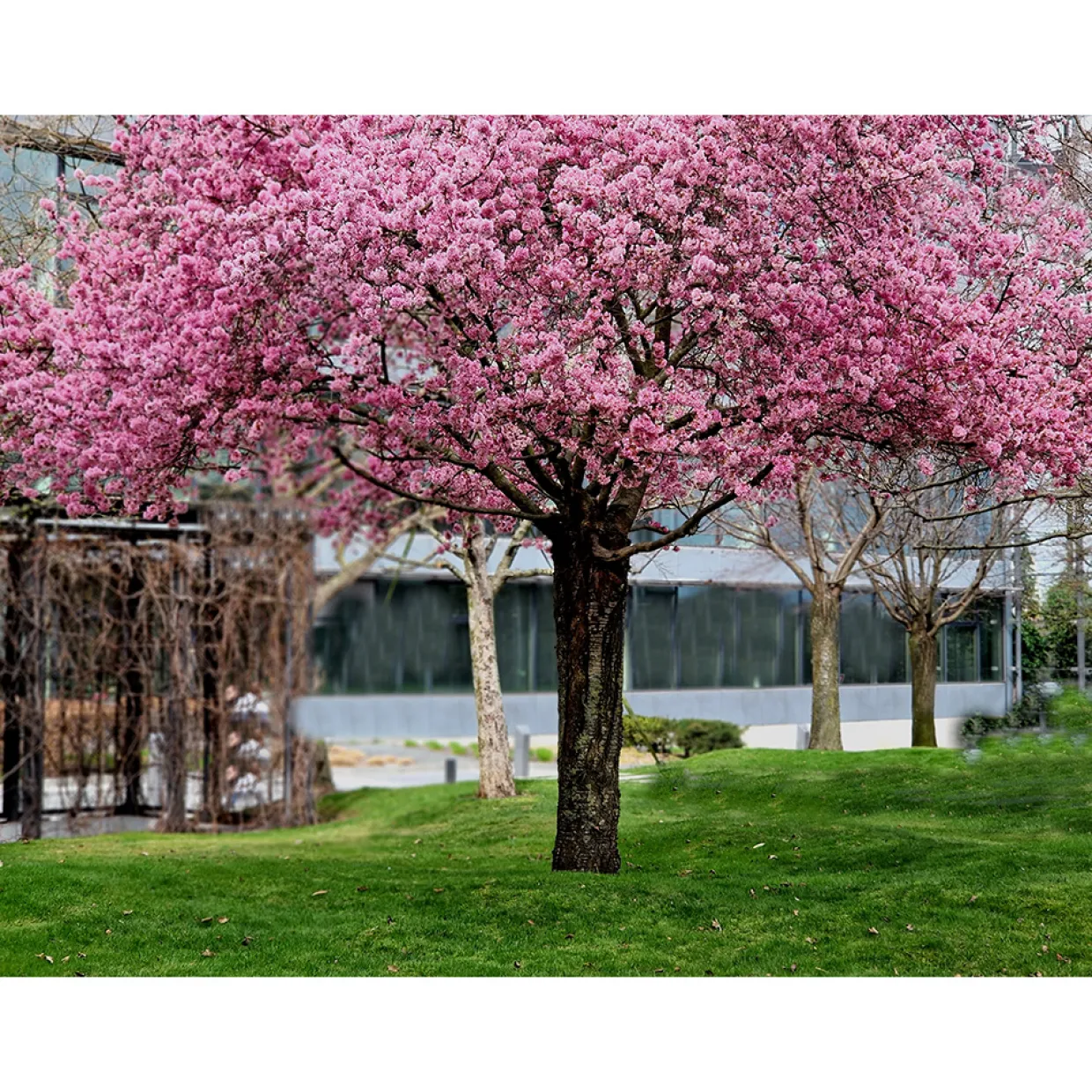 Japanskt Prunus Kanzan 100-120 cm