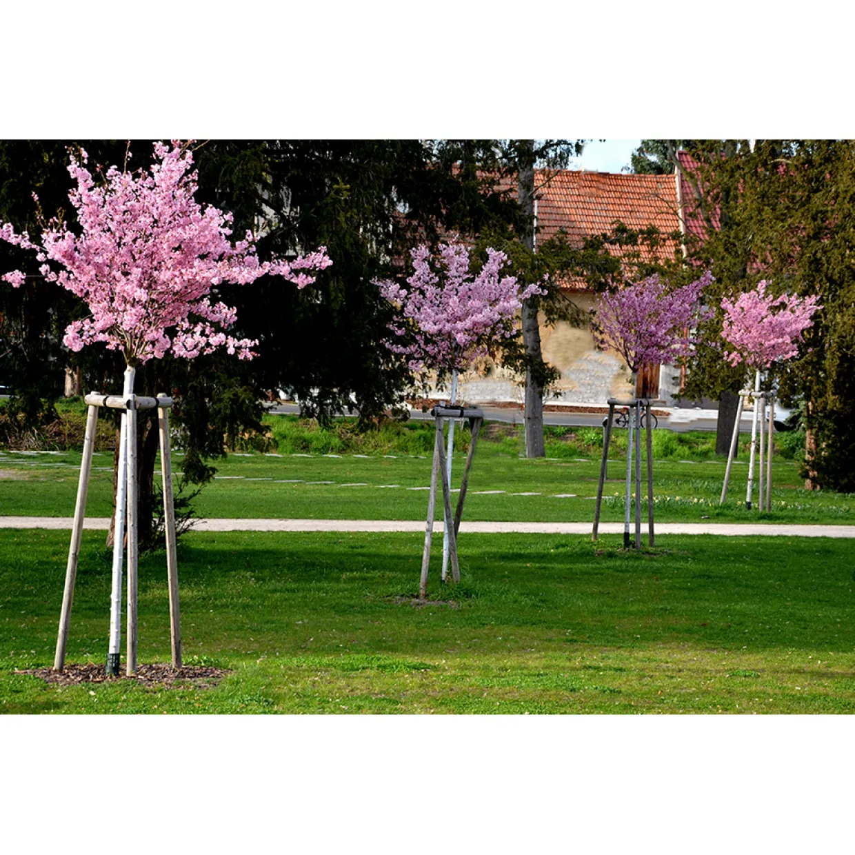 Japanskt Prunus Kanzan 100-120 cm
