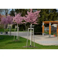 Japanskt Prunus Kanzan 100-120 cm