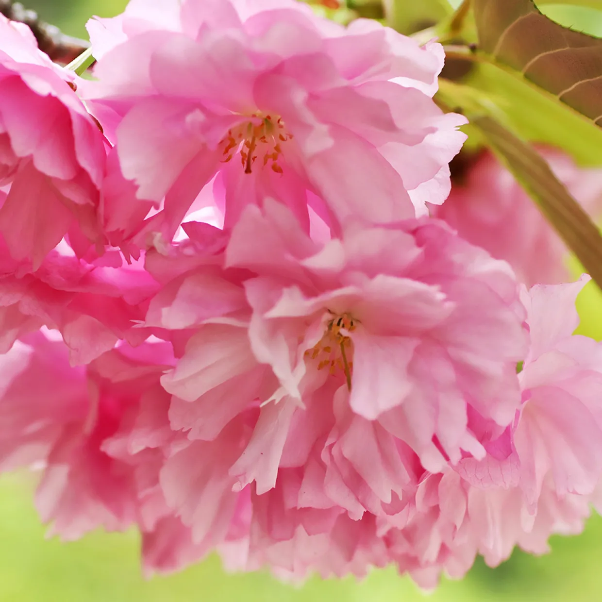 Japanskt Prunus Kanzan 100-120 cm