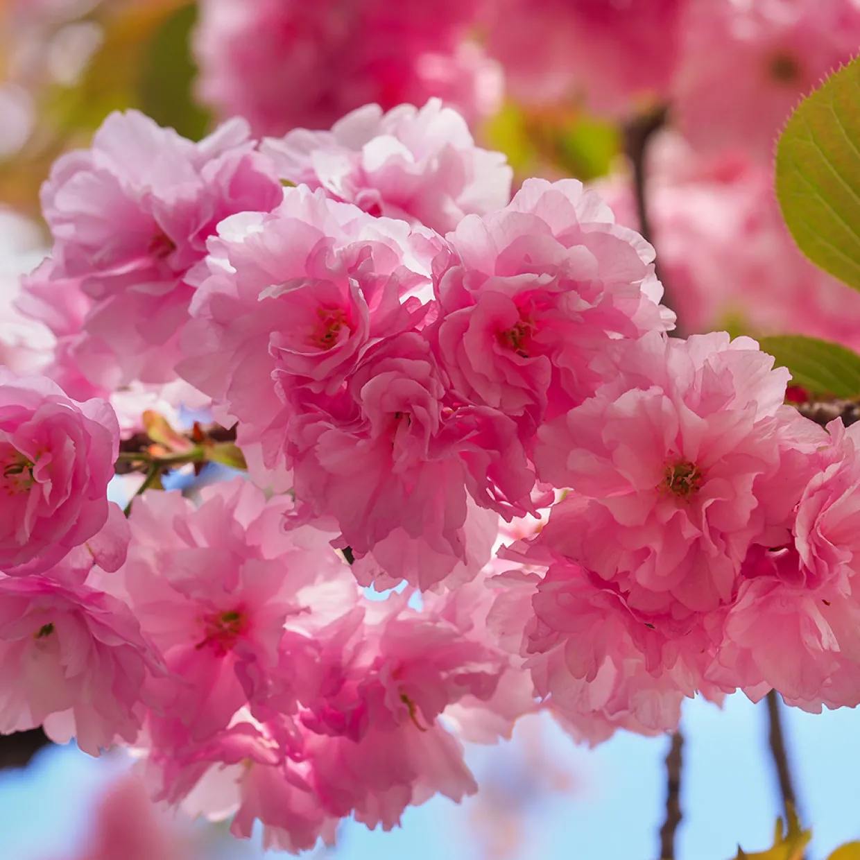 Japanskt Prunus Kanzan 100-120 cm