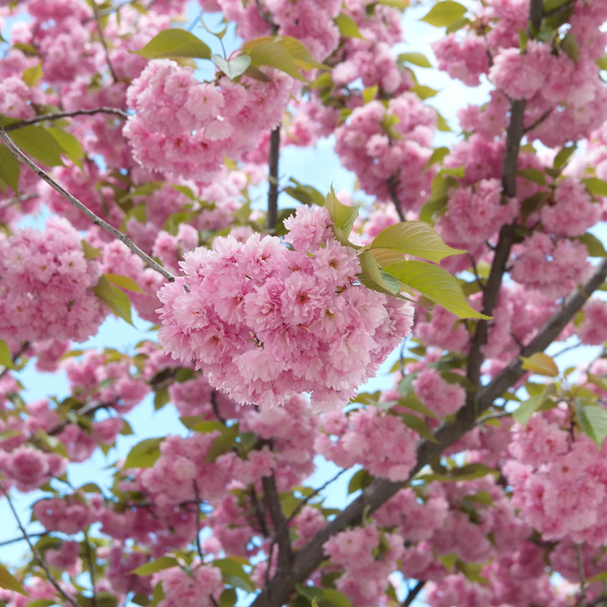 Japanskt Prunus Kanzan 100-120 cm
