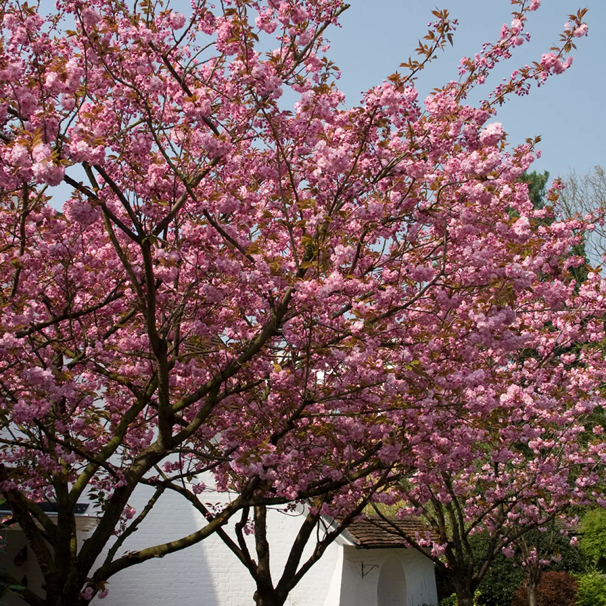 Japanskt Prunus Kanzan 100-120 cm