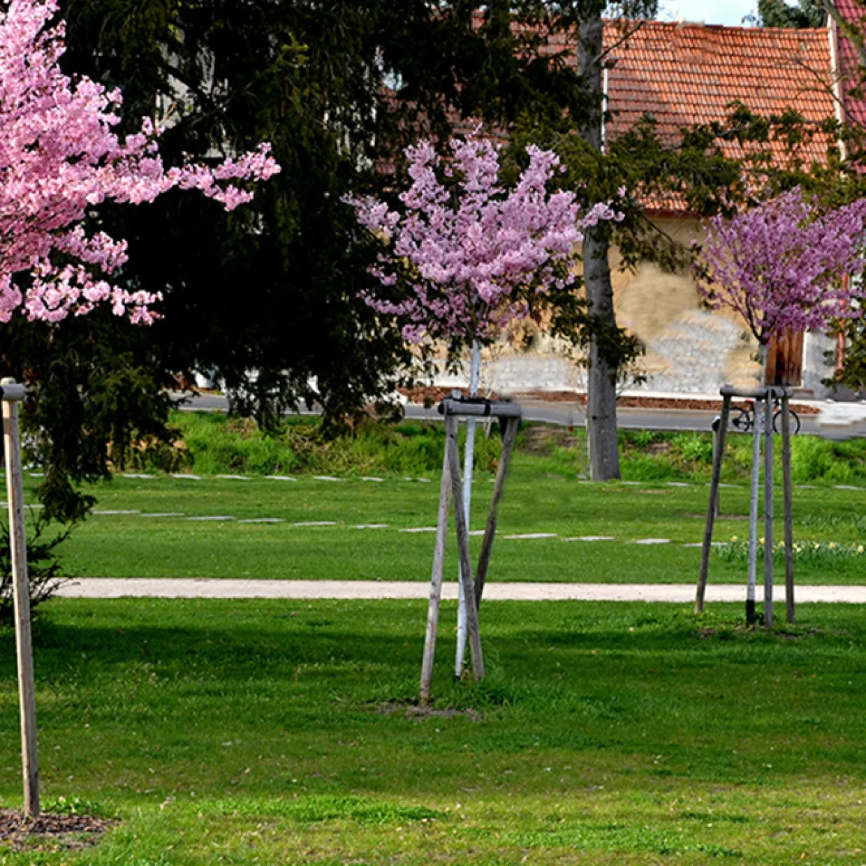 Japanskt Prunus Kanzan 100-120 cm