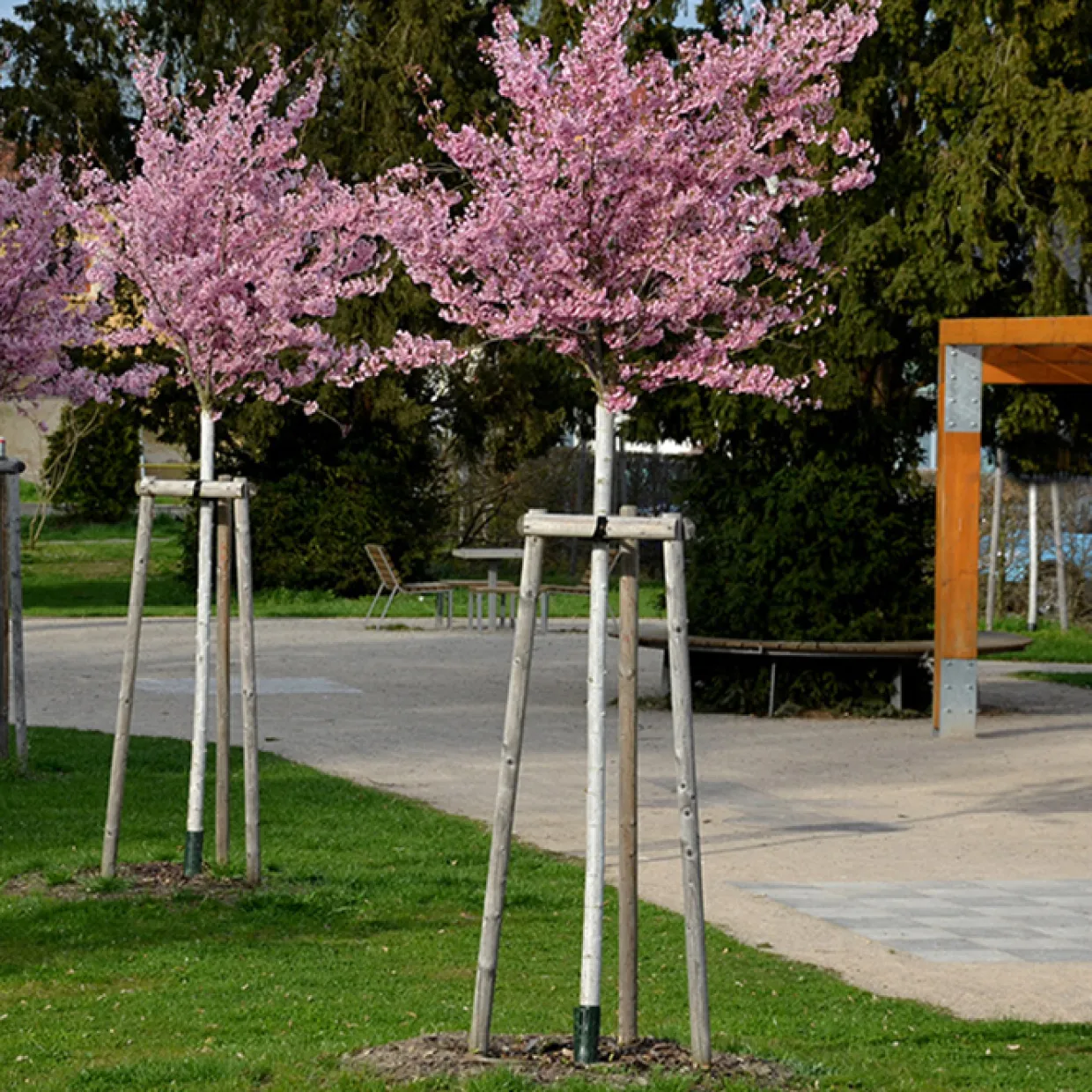 Japanskt Prunus Kanzan 100-120 cm