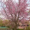 Japanskt Prydnadsträd 300-400 cm, Rosa/Mörkröd Blomning, Alleträd, Högstamsträd