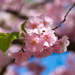 Japanskt Prydnadsträd 300-400 cm, Rosa/Mörkröd Blomning, Alleträd, Högstamsträd