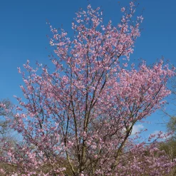 Japanskt Prydnadsträd 300-400 cm, Rosa/Mörkröd Blomning, Alleträd, Högstamsträd