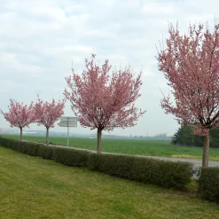 Japanskt Prydnadsträd 300-400 cm, Rosa/Mörkröd Blomning, Alleträd, Högstamsträd