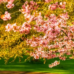 Japanskt Prydnadsträd 300-400 cm, Rosa/Mörkröd Blomning, Alleträd, Högstamsträd
