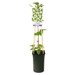 Jingle Bells 40-60 cm