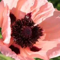 Jättevallmo Prinzessin Viktoria Louise Papaver