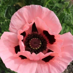 Jättevallmo Prinzessin Viktoria Louise Papaver