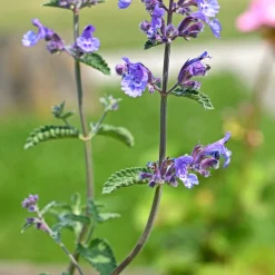 Kantnepeta Purrsian Blue