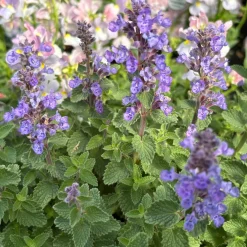 Kantnepeta Purrsian Blue