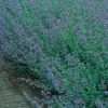 Kantnepeta Six Hills Giant