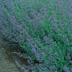 Kantnepeta Six Hills Giant