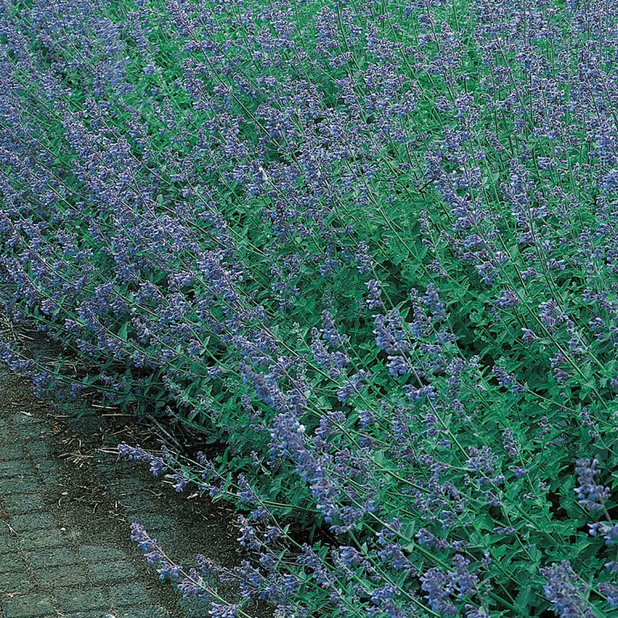 Kantnepeta Six Hills Giant
