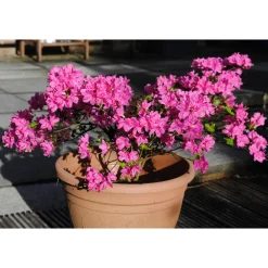 Kermesina 20-25 cm