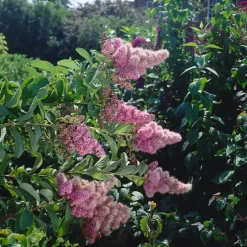 Klasespirea 50-80 cm