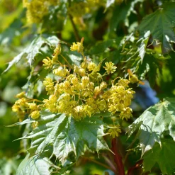 Klotlönn, Grönt Lövverk & Gul Blomning, 8-10cm