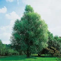 Klotpil, Grönt Lövverk, Lättodlad & Lättskött, 150-200 cm
