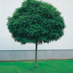 Klotrobinia