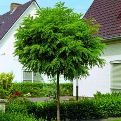 Klotrobinia