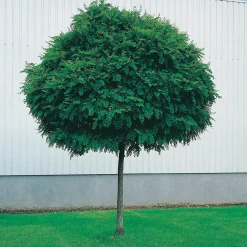Klotrobinia Umbraculifera 100-120 cm