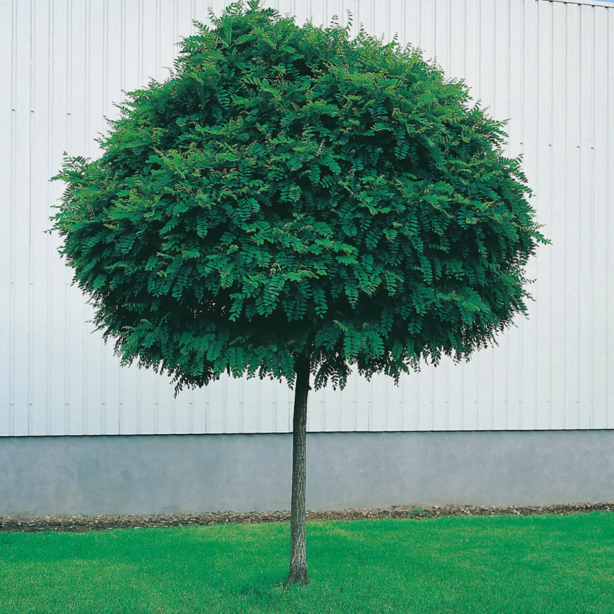 Klotrobinia Umbraculifera 100-120 cm