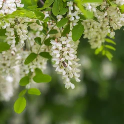 Klotrobinia Umbraculifera 100-120 cm