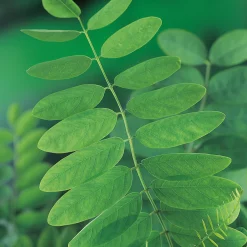 Klotrobinia Umbraculifera 100-120 cm