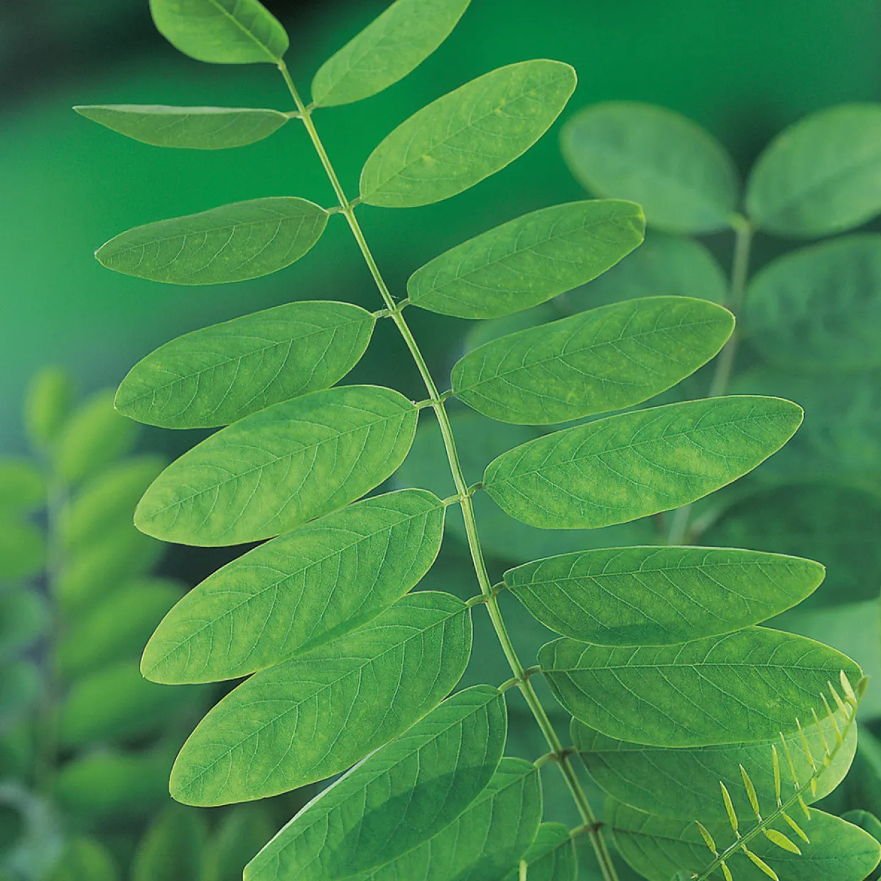 Klotrobinia Umbraculifera 100-120 cm
