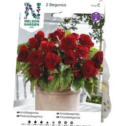 Knölbegonia Nelson Garden 72135 Bygghemma.se