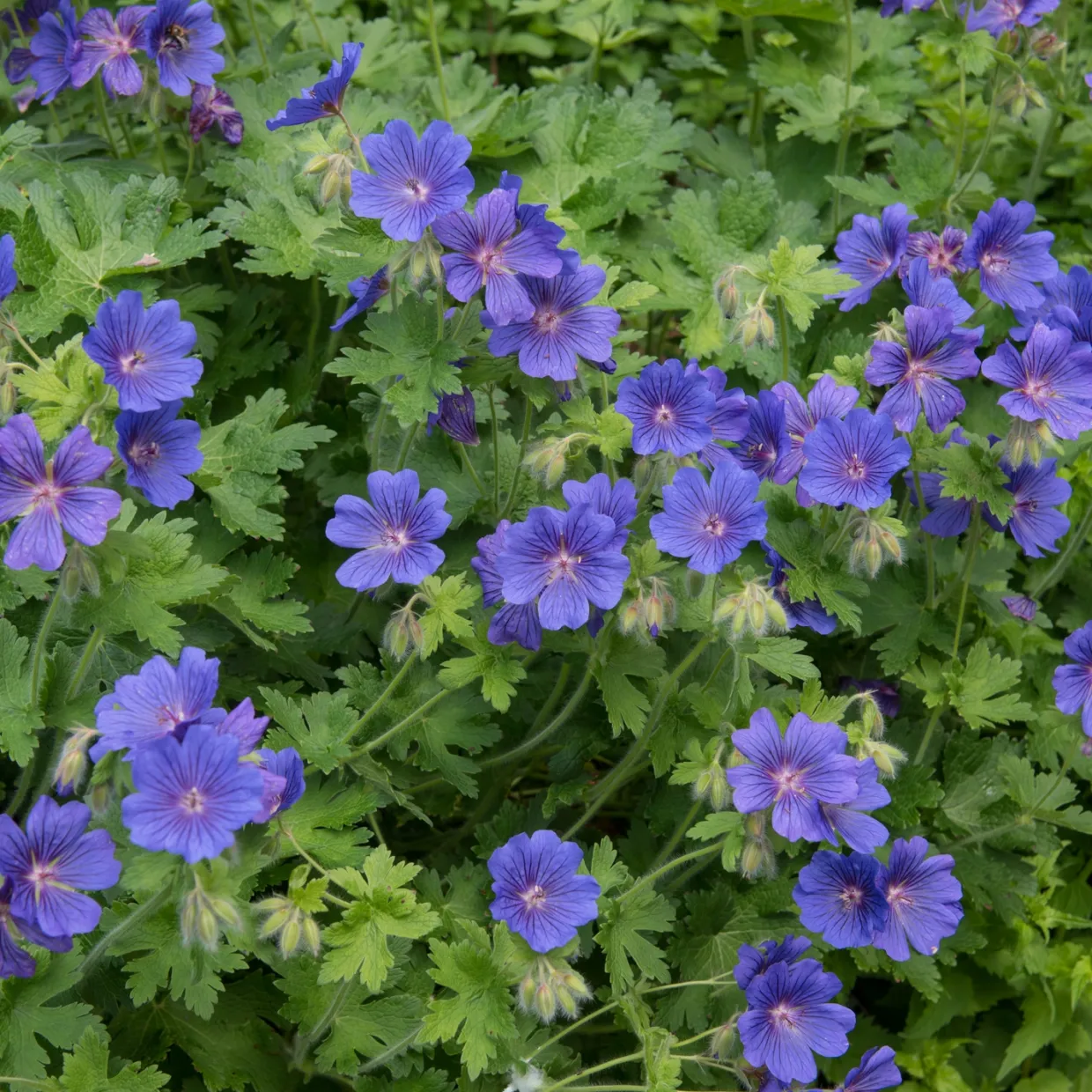 Kungsnäva Omnia Garden Bygghemma.se