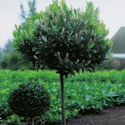 Lagerhägg 'Mano' 80-100 cm - Vintergrönt & Doftande Blommor